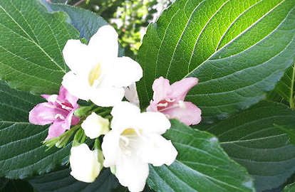 海仙花有哪些习性？都有哪些栽培技巧呢？