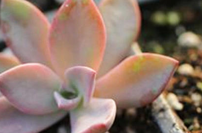 初恋属于什么品种的植物？又该如何栽培呢？