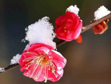 杨炯所作的《梅花落》，既是咏物诗，又是闺情诗