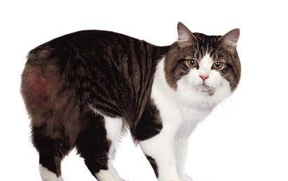 威尔士猫有哪些生活习性呢？需要怎样的饲养环境？