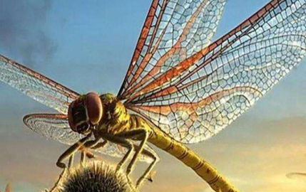 在自然界的生物中，巨脉蜻蜓有哪些特征与繁殖方式？