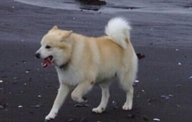 冰岛牧羊犬有哪些生活习性呢？性格特点是怎样的？