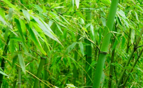 对花竹属于什么品种？有哪些生长习性呢？