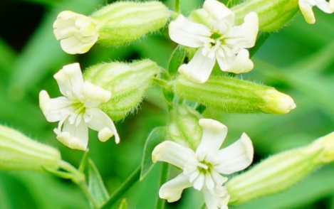 蔓茎蝇子草长什么样子？都有哪些形态特征呢？