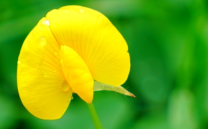 蔓花生长什么样子？都有哪些形态特征呢？