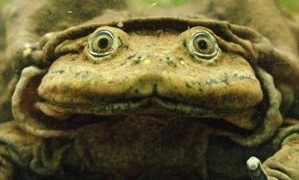 在自然界的生物中，因人类而濒危的十大生物是什么？