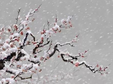 北宋词人周邦彦《菩萨蛮·梅雪》原文、译文及赏析