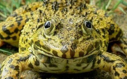 在自然界的生物中，虎纹蛙有着怎样的生活习性与特征？