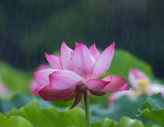 《骤雨打新荷》元好问所作，表达了要及时行乐的想法
