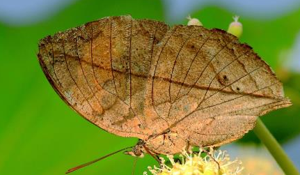 枯叶蛱蝶:能在布满落叶的丛林中完全隐藏自己的身影