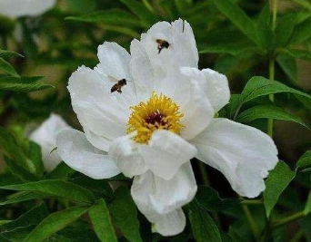 李唐以来，为什么世人都喜欢牡丹？有哪些关于牡丹的诗作？