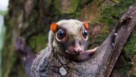 在自然界的生物中，猫猴有着怎样的生活习性与特征？