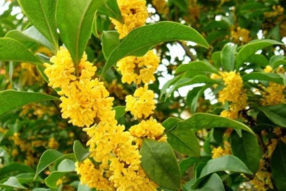 李清照写桂花的一首词：《鹧鸪天·桂花》