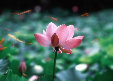 周敦颐在北宋时期并非极负盛名的诗人，为何他的《爱莲说》能名垂千史？