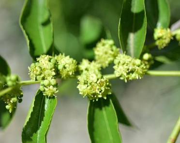 宋代王曙所作的《诗一首》，他是如何赞美枣花的？