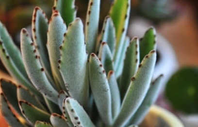 月兔耳属于什么品种的植物？又该如何栽培呢？