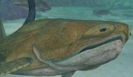 在自然界的生物中，盾皮鱼有怎样的生活习性与特征？