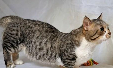 曼切堪猫有哪些形态特征？一般都分布在哪里呢？