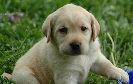 拉布拉多猎犬有哪些形态特征？需要如何养护呢？