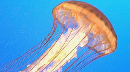 在自然界的生物中，太平洋海刺水母具有着怎样的毒性？