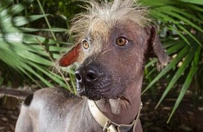 墨西哥无毛犬有哪些形态特征？需要如何养护呢？