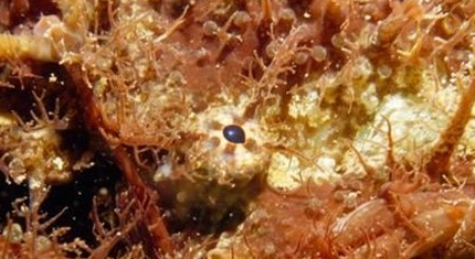 在自然界的生物中，有哪十大最善于伪装的海洋生物？