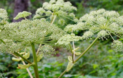 白芷长什么样子？都有哪些形态特征呢？