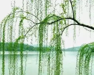 宋代诗人杨万里《新柳》原文、注释译文及赏析