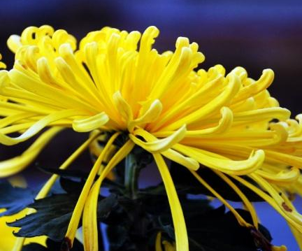 古代未嫁女子为什么叫黄花大闺女 黄花指的是哪一种花