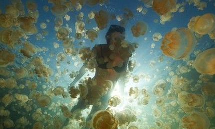帕劳的水母湖却很特殊，湖中的水母为什么没有毒性？