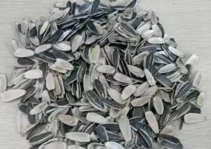 瓜子壳属于什么垃圾？瓜子壳是干垃圾还是湿垃圾？