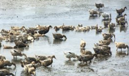 在世界上的动植物当中，拉布拉多鸭的生活习性是怎样的？