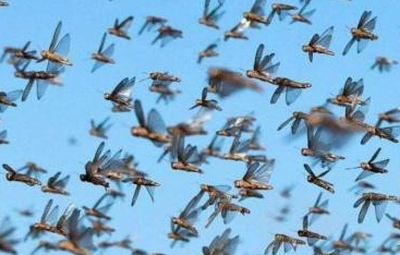 古代爆发饥荒的时候，人们是怎么解决食物问题的呢？