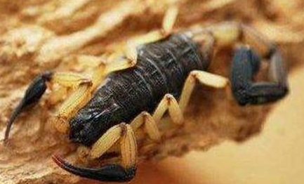 哥斯达黎加双色木蝎：能与同伴共享藏身地点以及食物