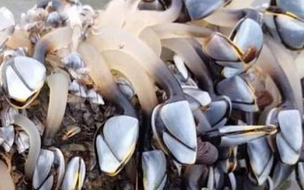 在世界上的动植物当中，鹅颈藤壶有着怎样的生活习性？