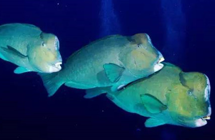 在自然界的生物中，隆头鹦哥鱼有着怎样的生活习性？