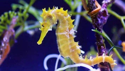 在世界上所有生物当中，管海马有怎样的药用价值？