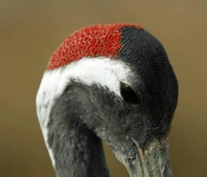 古代鹤顶红是什么样的毒药 鹤顶红和丹顶鹤有关系吗