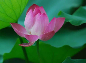 欧阳修暗自感伤：赏析《蝶恋花·尝爱西湖春色早》