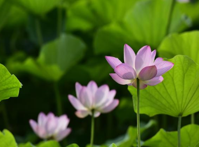 清代戏剧家李渔是如何描写荷花的？他为什么喜欢荷花？