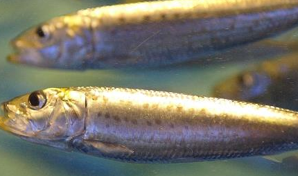 在世界上所有的生物当中，远东拟沙丁鱼有怎样的生活习性？