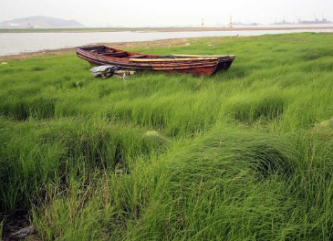 盘点五首关于春草的诗作，蕴含诗人怎样的情感？