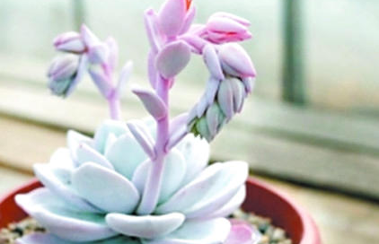 雪莲属于什么品种？都有哪些栽培技巧呢？