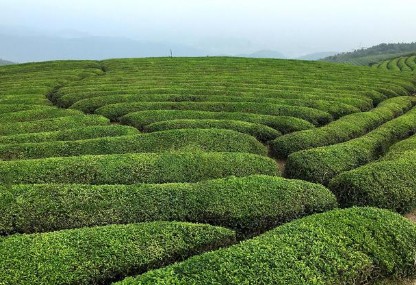 探索茶叶的起源与分布，史料中是如何记载的？