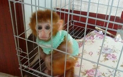 日本袖珍石猴有哪些形态特征？一般都分布在哪里呢？
