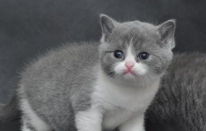 英国短毛猫有哪些形态特征？一般都分布在哪里呢？