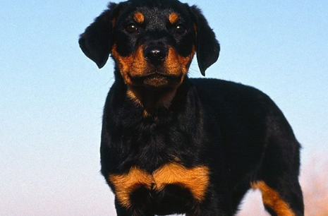 罗威纳犬属于什么品种？喂养时需要注意什么？