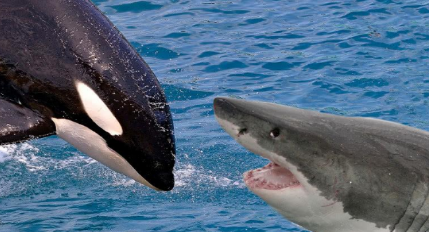 75米,和最大的大白鲨几乎是相差无几,并且虎鲸的牙齿也没有大白鲨那么