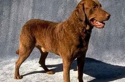 乞沙比克猎犬有哪些生活习性呢？性格特点是怎样的？
