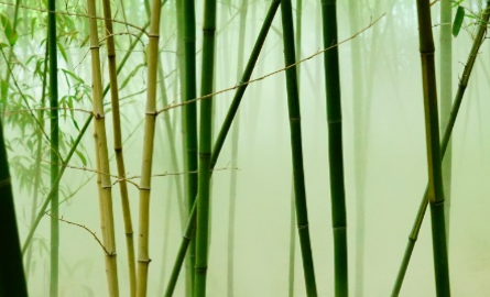 桂竹长什么样子？有哪些形态特征呢？